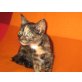 Luci, Europäische Kurzhaarkatze - Katze