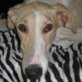 Lucia, Galga (Mix), kastriert, geb. ca November 2010 - Hündin