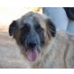 Lucia, Leonberger Mix - Hündin