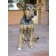 Lucia, Podenco-Mix - Hündin