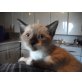 Lucia, Siam - Katze