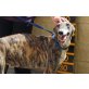 Lucia, gehorsame Galga - Hündin