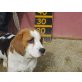 Lucia, typischer Beagle - Hündin