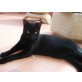 Lucia, zierliche schwarze Schönheit - Katze