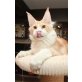 Lucian, Maine Coon - Kater