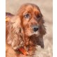 Lucie 2, Spaniel-Mischlingshündin - Hündin
