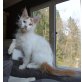 Lucifer, Maine Coon - Kater