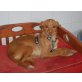Lucita, Podenco Andaluz - Hündin