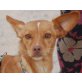 Lucita, Podenco Andaluz - Hündin