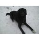 Lucky, Appenzeller-Labrador - Hündin