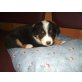 Lucky, Appenzeller Sennenhund Welpen - Rüde