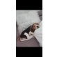 Lucky, Beagle - Rüde