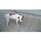 Lucky, Beaglemix - Rüde