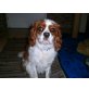 Lucky, Cavalier King Charles Spaniel - Rüde