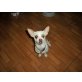 Lucky, Chihuahua kurzhaariger Schlag - Rüde