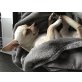 Lucky , Chihuahua kurzhaariger Schlag - Rüde
