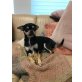 Lucky, Chihuahua kurzhaariger Schlag - Rüde