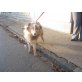 Lucky, Collie - Rüde