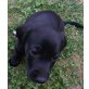 Lucky, Dackel-Jagdhund-Mischling Welpen - Rüde