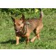 Lucky, Dackel-Mix - Rüde