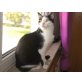 Lucky, EKH - Kater