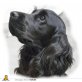 Lucky, Englischer Cockerspaniel - Rüde
