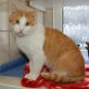 Lucky, FIV-positiver - Kater