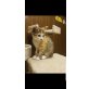 Lucky, Getigert  - Katze