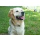 Lucky, Golden Retriever - Rüde