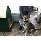 Lucky, Hasky/ Schäferhund - Rüde