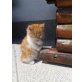 Lucky, Hauskatze - Kater