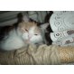 Lucky, Hauskatze/etwas Perserle drinnen - Katze