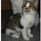 Lucky, Kleinanzeigen-Deutschland Tiere Katzen Hauska - Kater