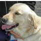 Lucky, Labrador-Mix - Rüde