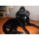 Lucky, Labrador Mix - Rüde