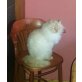 Lucky, Lucky hat keine Angst vor Hunden - Kater