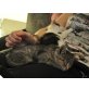 Lucky & Luke, 2 Kuschelbabys suchen vorzugsw. gemeinsam  - Katze