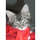 Lucky, Maine Coon - Kater