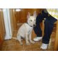 Lucky, Mallorca-Mix - Rüde