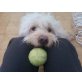 Lucky, Mallorca-Mix - Rüde