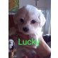 Lucky, Malteser Welpen - Rüde