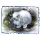 Lucky, Mini Lop - männlich