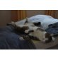 Lucky, Mischling - Kater