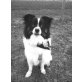 Lucky, Mittelspitz - Rüde