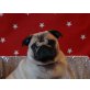 Lucky, Mops - Hündin