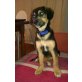 Lucky, Schäferhundmischling - Rüde
