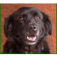 Lucky Strike, Cocker-Mini-Labrador-Mix - Rüde