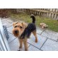 Lucky, Welsh Terrier - Rüde