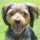 Lucky Yorki, Biewer-Yorki-Terrier-Mix - Rüde