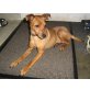 Lucky, Zwergpinscher - Rüde